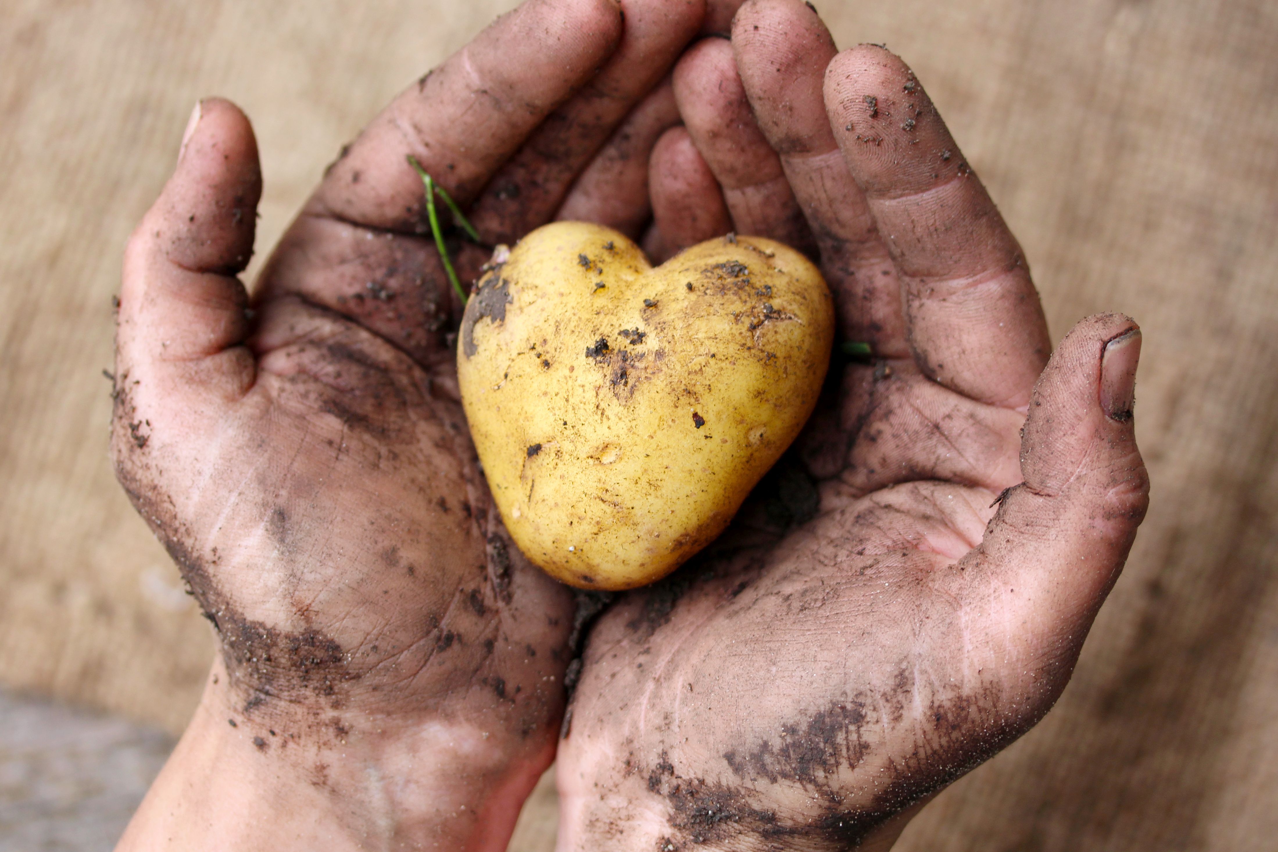 Herzkartoffel in der Hand